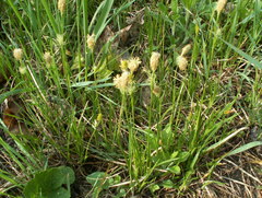Carex michelii