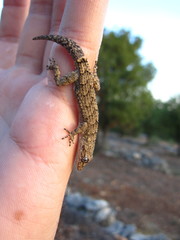 Mediodactylus orientalis