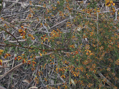 Pultenaea gunnii