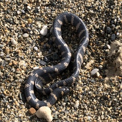 Emydocephalus ijimae