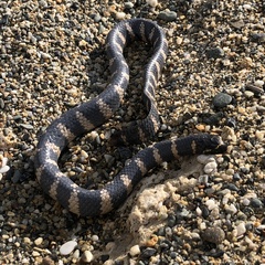 Emydocephalus ijimae