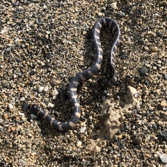 Emydocephalus ijimae