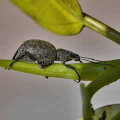 Systates omanicus