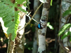 Mesoprepona pheridamas