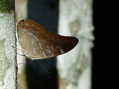 Mesoprepona pheridamas