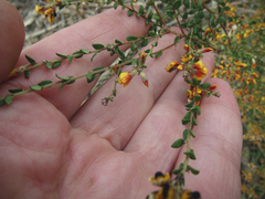 Pultenaea gunnii