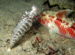 Parupeneus rubescens