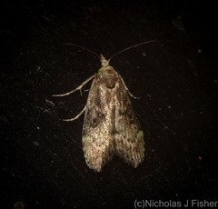 Heteromicta tripartitella