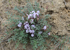 Astragalus dolichophyllus
