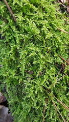 Hypnum jutlandicum