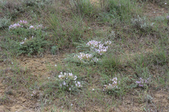 Astragalus dolichophyllus