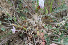 Astragalus dolichophyllus