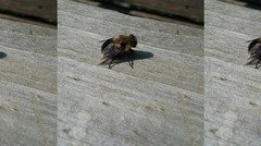 Cephenemyia