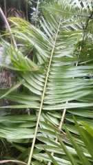 Calyptronoma rivalis