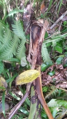 Calyptronoma rivalis