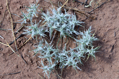 Munroa squarrosa
