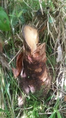 Calyptronoma rivalis