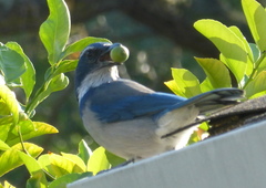 Aphelocoma californica