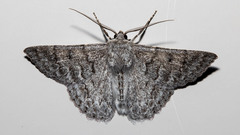 Crypsiphona ocultaria