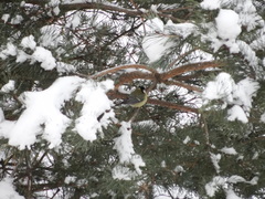 Parus major