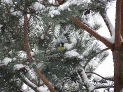 Parus major