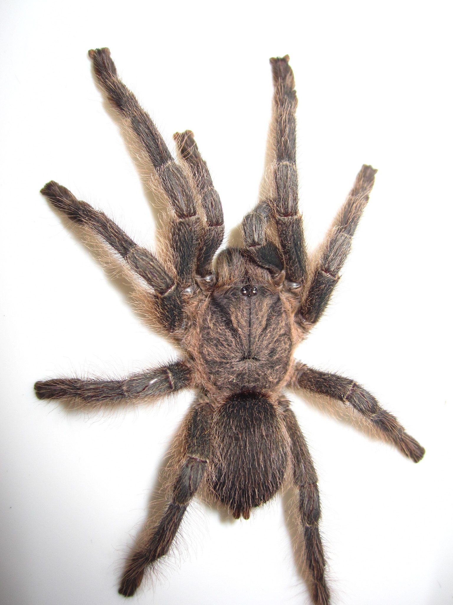 Middle East Black Tarantula (Chaetopelma olivaceum) · iNaturalist