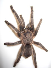 Chaetopelma olivaceum