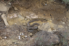 Dolichophis schmidti