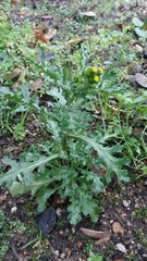 Senecio vulgaris