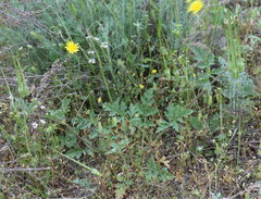 Erodium hoefftianum