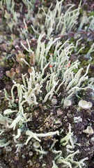 Cladonia polydactyla