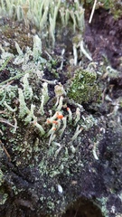 Cladonia polydactyla