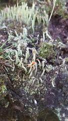 Cladonia polydactyla