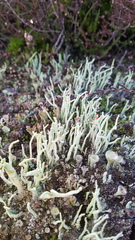 Cladonia polydactyla