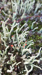 Cladonia polydactyla