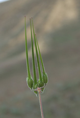 Erodium hoefftianum