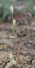 Gagea sarmentosa