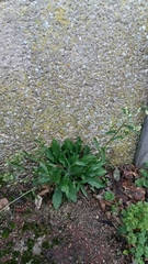Erigeron sumatrensis