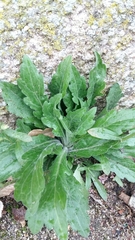 Erigeron sumatrensis