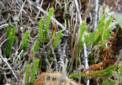 Spinulum annotinum alpestre