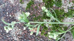 Erigeron sumatrensis