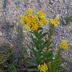 Helichrysum plicatum
