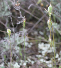 Gagea sarmentosa