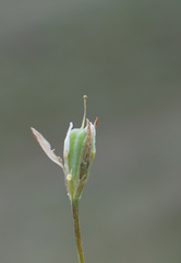 Gagea sarmentosa