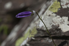 Campanula sarmatica woronowii