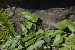 Campanula sarmatica woronowii