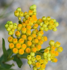 Helichrysum plicatum