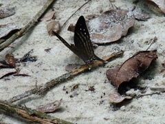 Marpesia egina