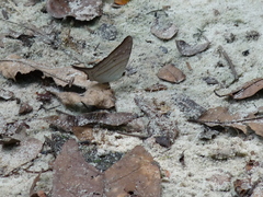 Marpesia egina