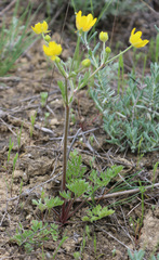 Ranunculus cicutarius